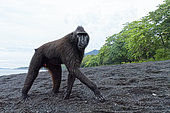 Macaque à crête (Macaca nigra) sur sable noir, Parc National de Tangkoko, Célèbes, Indonésie