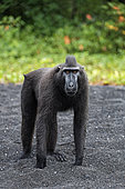 Celebes crested macaque (Macaca nigra) on black sand, Tangkoko National Park, Sulawesi, Indonesia