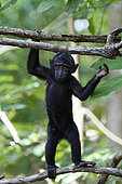 Young Celebes crested macaque (Macaca nigra) on a branch, Tangkoko National Park, Sulawesi, Indonesia