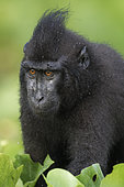 Portrait de Macaque à crête (Macaca nigra), Parc National de Tangkoko, Célèbes, Indonésie