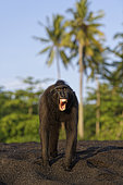 Portrait of Celebes crested macaque (Macaca nigra) threatening, Tangkoko National Park, Sulawesi, Indonesia