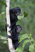Young Celebes crested macaques (Macaca nigra) on a trunk, Tangkoko National Park, Sulawesi, Indonesia