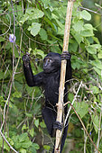 Young Celebes crested macaque (Macaca nigra) on a trunk, Tangkoko National Park, Sulawesi, Indonesia