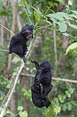Jeunes Macaques à crête (Macaca nigra) sur une branche, Parc National de Tangkoko, Célèbes, Indonésie
