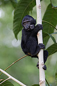 Young Celebes crested macaque (Macaca nigra) on a branch, Tangkoko National Park, Sulawesi, Indonesia