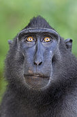 Portrait of Celebes crested macaque (Macaca nigra), Tangkoko National Park, Sulawesi, Indonesia
