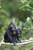 Young Celebes crested macaques (Macaca nigra) on a branch, Tangkoko National Park, Sulawesi, Indonesia