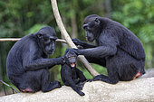 Family of Celebes crested macaque (Macaca nigra) on a branch, Tangkoko National Park, Sulawesi, Indonesia