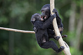 Young Celebes crested macaques (Macaca nigra) on a branch, Tangkoko National Park, Sulawesi, Indonesia
