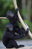 Jeunes Macaques à crête (Macaca nigra) sur une branche, Parc National de Tangkoko, Célèbes, Indonésie