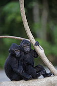 Young Celebes crested macaques (Macaca nigra) on a branch, Tangkoko National Park, Sulawesi, Indonesia