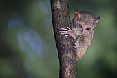 Portrait of Spectral Tarsier (Tarsius tarsier) on a trunk, Tangkoko National Park, North Celebes, Indonesia