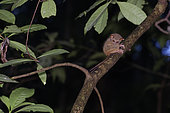 Portrait of Spectral Tarsier (Tarsius tarsier) on a branch, Tangkoko National Park, North Celebes, Indonesia