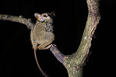 Portrait of Spectral Tarsier (Tarsius tarsier) on a branch, Tangkoko National Park, North Celebes, Indonesia