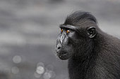 Portrait of Celebes crested macaque (Macaca nigra), Tangkoko National Park, Sulawesi, Indonesia