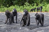 Two Celebes crested macaques (Macaca nigra) on black sand, Tangkoko National Park, Sulawesi, Indonesia
