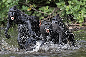 Celebes crested macaques (Macaca nigra) in water, Tangkoko National Park, Sulawesi, Indonesia