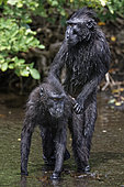 Celebes crested macaques (Macaca nigra) in water, Tangkoko National Park, Sulawesi, Indonesia