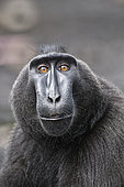 Portrait of Celebes crested macaque (Macaca nigra), Tangkoko National Park, Sulawesi, Indonesia