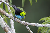 Paradise Tanager (Tangara chilensis), Ecuador
