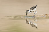 Spur-winged Lapwing (Vanellus spinosus) chick foraging, Eilat Israel
