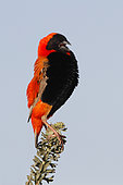 Southern Red Bishop (Euplectes orix) male singing, Western Cape, South Africa
