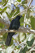 Sinaloa crow (Corvus sinaloae) with fruit in beak, Nayarit, Mexico