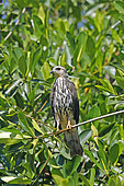Snail Kite (Rostrhamus sociabilis) juvenile, Nayarit, Mexico