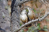 Spotted Wren (Campylorhynchus gularis) pair, Nayarit, Mexico