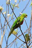 White-eyed Parakeet (Aratinga leucophthalma) on a branch, Pantanal, Brazil