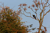 Blue-throated piping-guan (Pipile cunamensis) on a branch at sunrise, Pantanal, Brazil