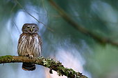 Chevêchette d'Europe (Glaucidium passerinum) sur une branche, Veille forêt Vosgienne, Vosges (88), France