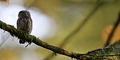European Owlet (Glaucidium passerinum) on a branch, Old Vosges forest, Vosges (88), France