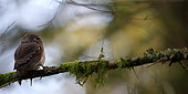 Chevêchette d'Europe (Glaucidium passerinum) sur une branche, Veille forêt Vosgienne, Vosges (88), France