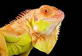 Albino Iguana. Albinism is an absence of pigmentation or coloration that can have some spectacular results. A rare albino green iguana (Iguana iguana)