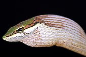 The Savanna vine snake (Thelotornis capensis) is a highly venomous rear-fanged venomous snake species found in Southern Africa.