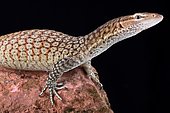 The Freckled monitor (Varanus tristis orientalis) is a smaller monitor lizard, mainly found along eastern Australia.
