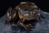 The Cameroon slippery frog (Conraua robusta) is one of the largest frog species on earth. These giant, heavily muscled frogs live in cold, fast-moving rivers in Cameroon and Nigeria.