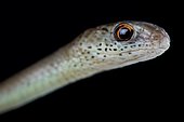 Phillips's sand snake (Psammophis phillipsi)