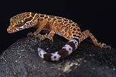 Thai bow-fingered gecko (Cyrtodactylus peguensis)