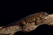 The Giant bronze gecko (Ailuronyx trachygaster) is a enigmatic species rarely seen due to its preference for remaining high above the ground, and also because of its sandy-bronze colouration, which camouflages it against the stems and branches of its preferred tree, the coco-de-mer palm (Lodoicea maldivica) endemic to the Seychelles islands. Its area of occupancy is 13 km² and it is known from only two locations.