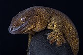 The Giant bronze gecko (Ailuronyx trachygaster) is a enigmatic species rarely seen due to its preference for remaining high above the ground, and also because of its sandy-bronze colouration, which camouflages it against the stems and branches of its preferred tree, the coco-de-mer palm (Lodoicea maldivica) endemic to the Seychelles islands. Its area of occupancy is 13 km² and it is known from only two locations.