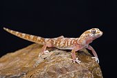 Quartz Gecko (Pachydactylus latirostris)