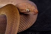 Children's python (Antaresia childreni) Super Ochre morph