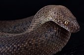 Spotted python (Antaresia maculosa) granite morph