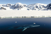 Antarctic Minke Whale (Balaenoptera bonaerensis), Wilhelmina Bay, Antarctic Peninsula
