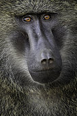 Olive Baboon (Papio anubis). A large male Baboon stands watch in the rainforests of Uganda.