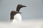 Common Murre / Guillemot (Uria aalge). A Bridled and normal Guillemot sits along the cliff edges in Northumberland, UK.