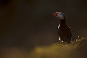 Atlantic Puffin (Fratercula arctica). A Puffin displays in the late evening light off the coast of Wales, UK.