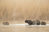 Coypu (Myocastor coypus). A family of Coypu pren one another on a floating log in Greece.
